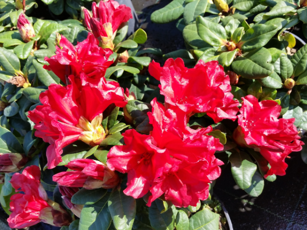 Rhododendron repens Scarlet Wonder